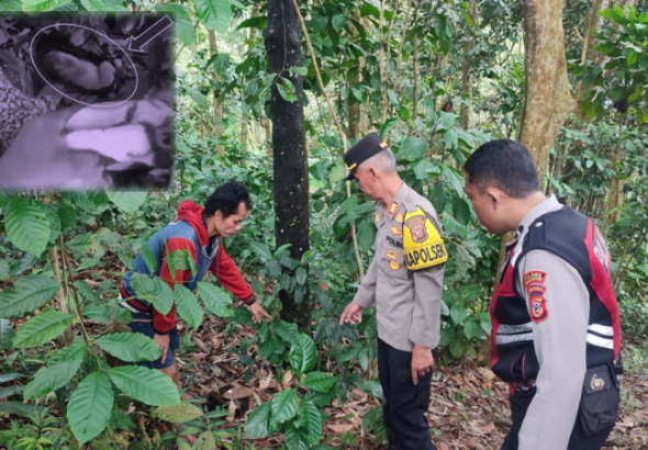 Polisi Lakukan Penyelidikan Temuan Bayi Di Kebon Kosong