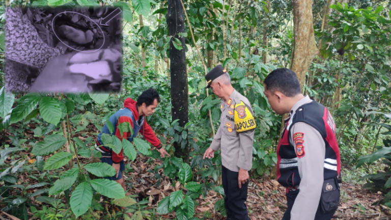 Polisi Lakukan Penyelidikan Temuan Bayi Di Kebon Kosong