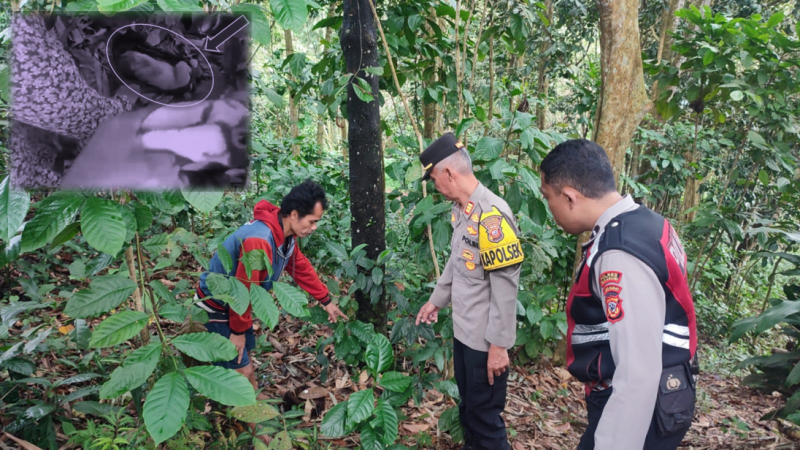 Polisi Lakukan Penyelidikan Temuan Bayi Di Kebon Kosong